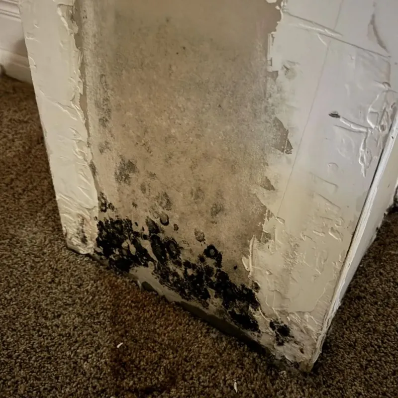 Professional Mold Removal in Minneola, FL
